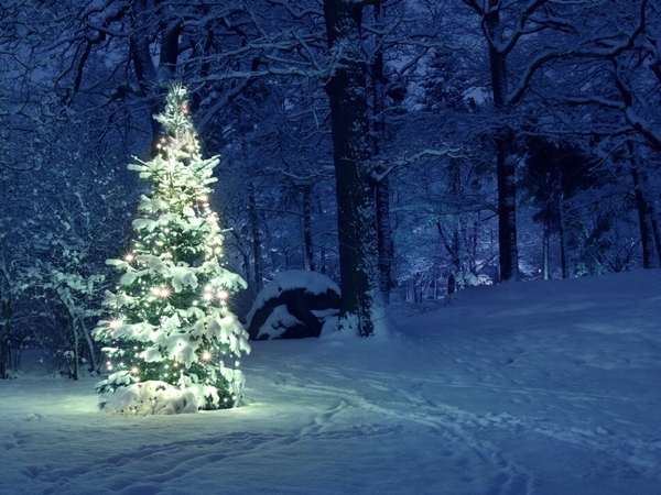 Lighted Christmas tree in an evening forest